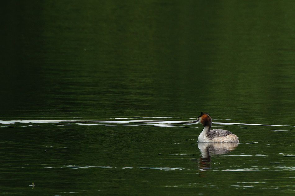 Reflet de grèbe