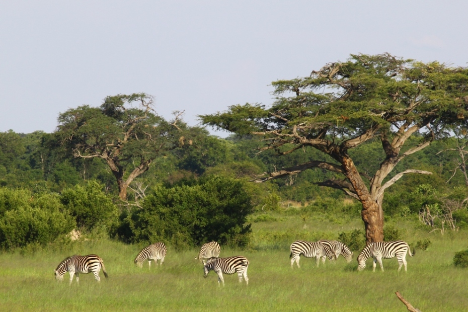 Hwange après la pluie