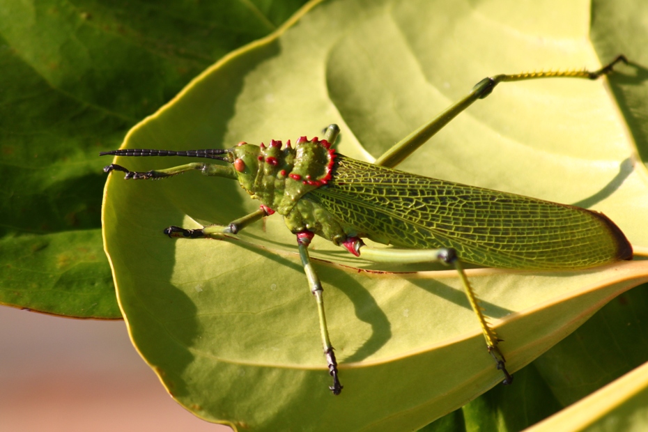 Schistocerca sp.