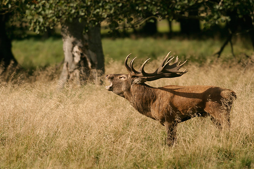 Cerf bramant